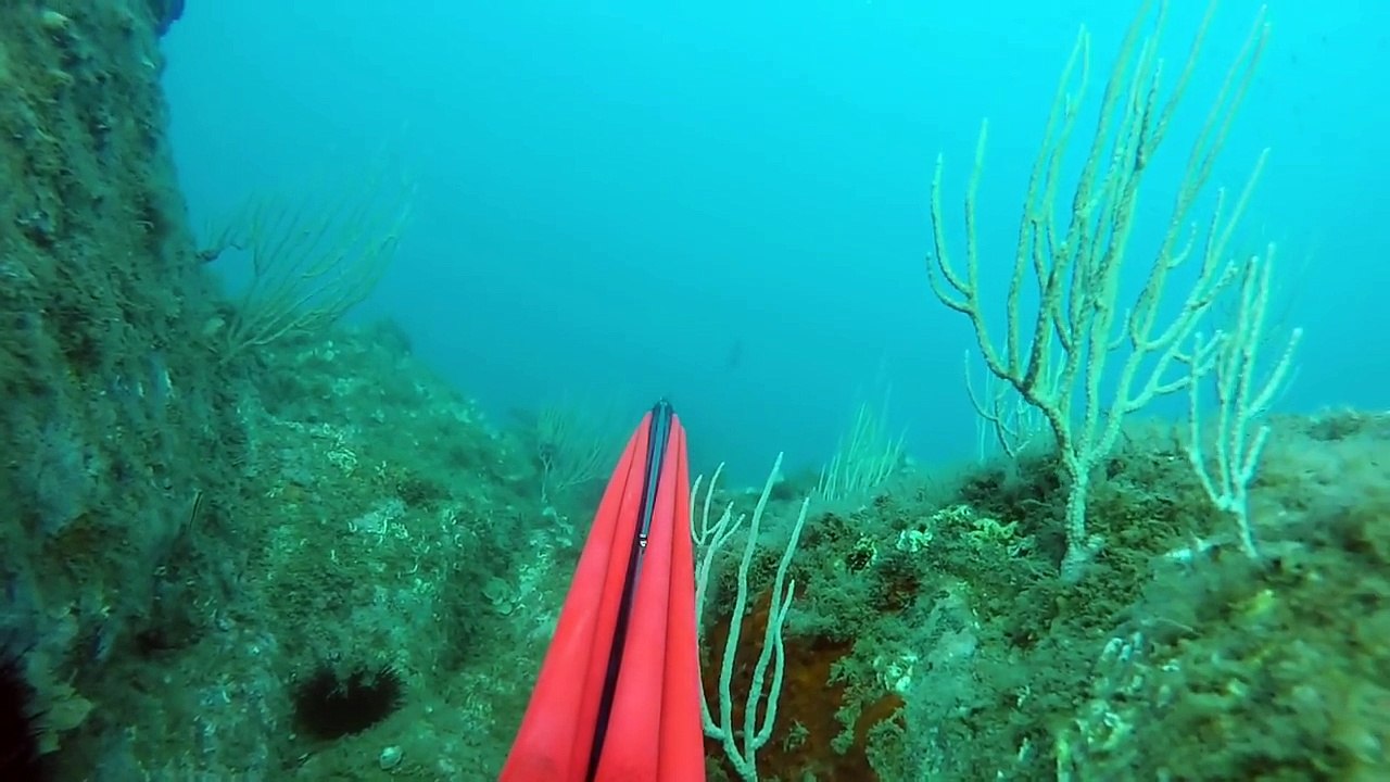 Chasse sous marine septembre 2016 méditerranée