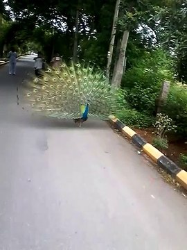 मयूर नृत्य peacock dance on road
