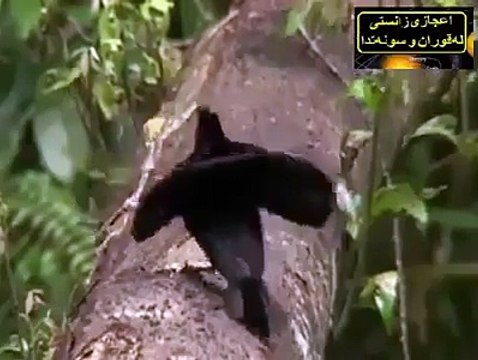 یہ وڈیو دیکھنے کے بعد آپ اسے شیئر کرنے پر مجبور ہو جائیں گے۔۔۔۔ سبحان اللہ!