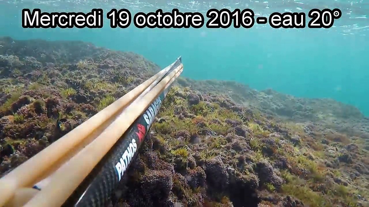Chasse sous marine méditérranée