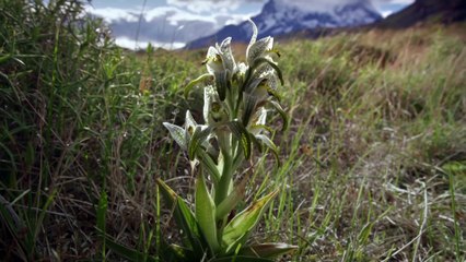 باتاغونيا" جنّة الأرض الخفيّة  الحلقة الثانية حرارة و غُبرة