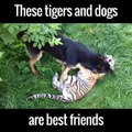 These tigers and dogs are best friends