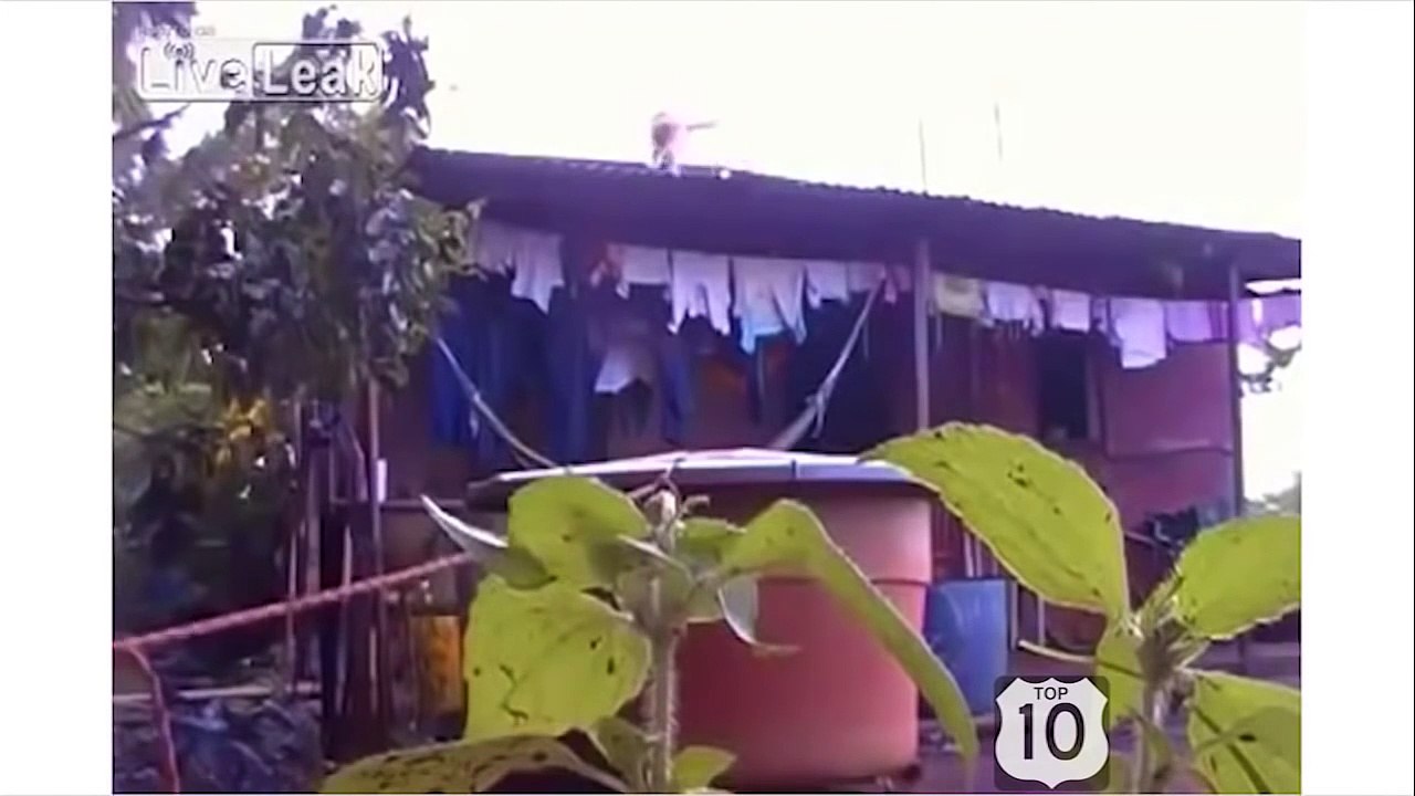 Funny Cats Compilation March 2016