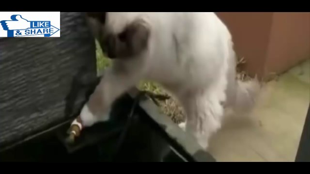 Emotional and Amazing Animals Rescuing Other Animals HD