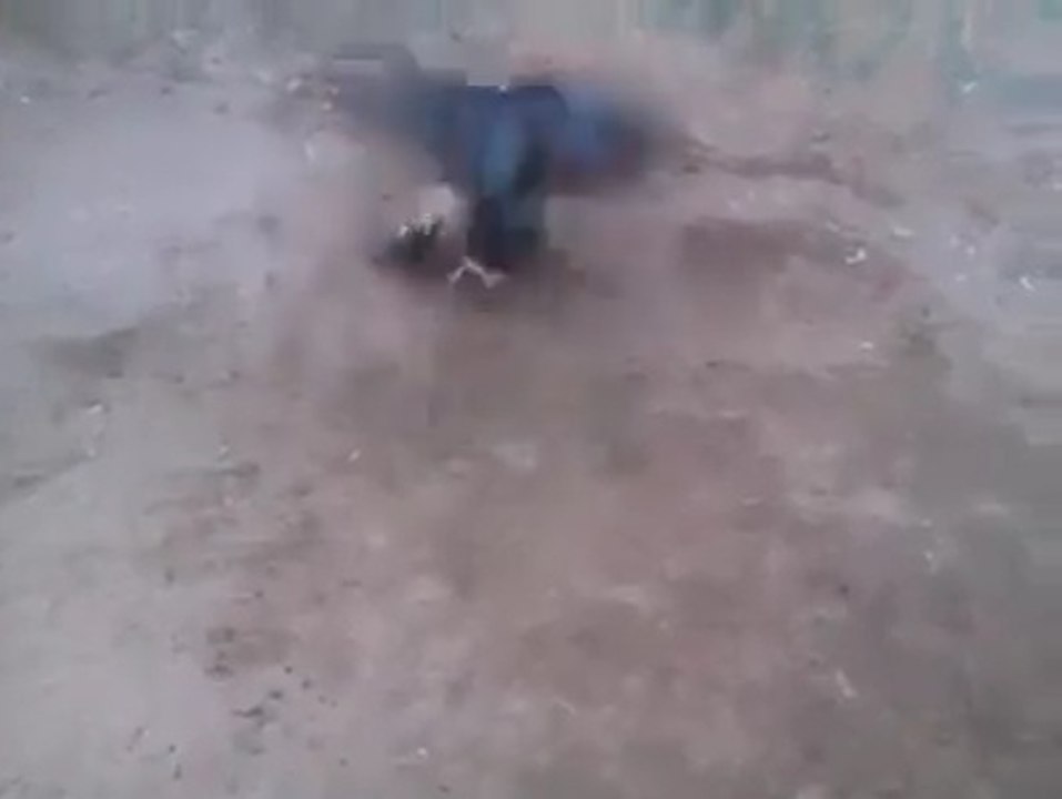 Best aseel fight