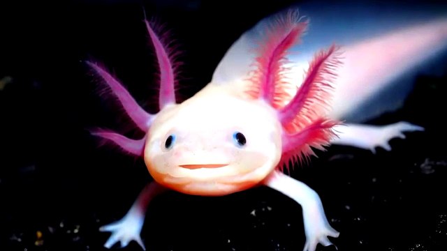 TOP 20 Animales Mas RAROS Del Mundo