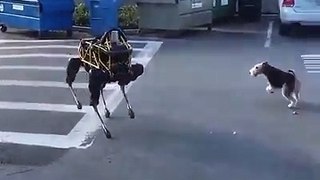 Amazing robot and a dog