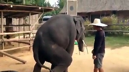 Eliphant Dancing on open gangnam style