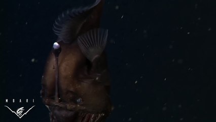 Необычайная Рыба / The anglerfish: The Original Approach To Deep-sea Fishing