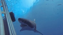 Inside Cage During Great White Shark Breach Incident