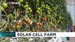 Producir alimentos en tierras áridas gracias a la energía solar