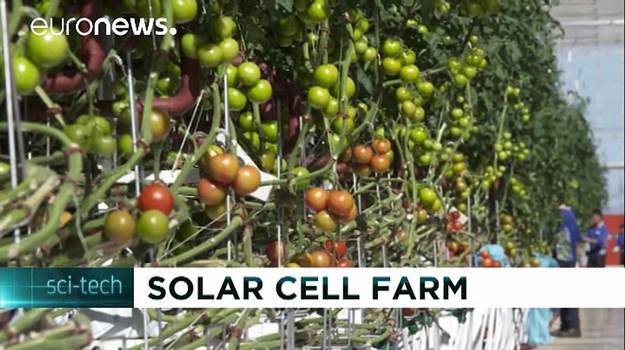 Dank Solarenergie: Tomaten mitten in der Wüste