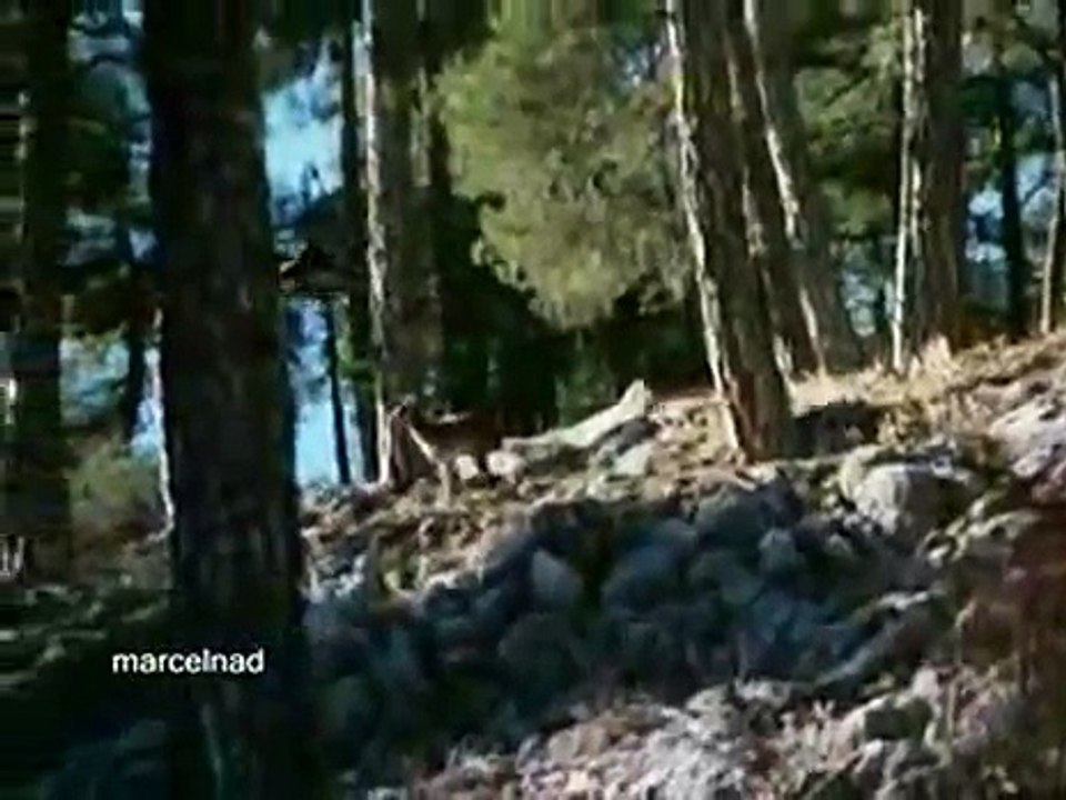 Golden Eagle Throws Goat off Cliff Death Dailymotion Video