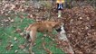 Dog Plays Hide And Seek In Giant Leaf Pile