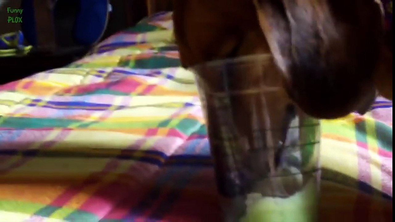 Dogs Love Starbucks Compilation 2016