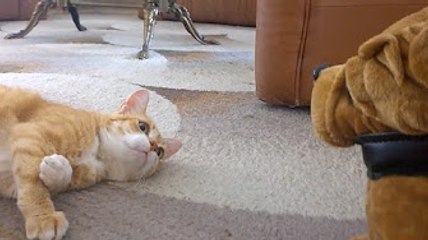 Funny Cats vs Stuffed Animals Compilation 2016