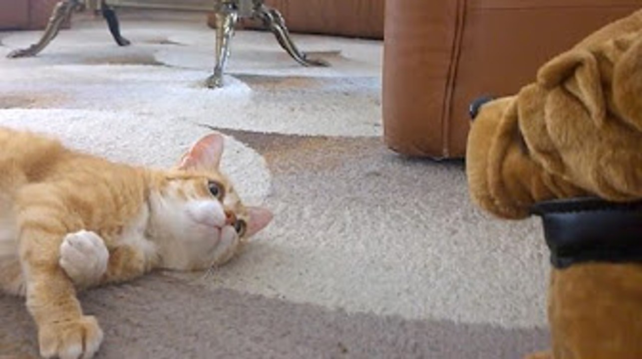 Funny Cats vs Stuffed Animals Compilation 2016