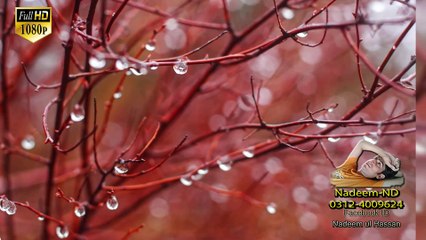 Rote Hain Chham Chham Nain By Musarrat Nazir Full HD 1080p