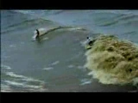 Surf sur le mascaret Pororoca