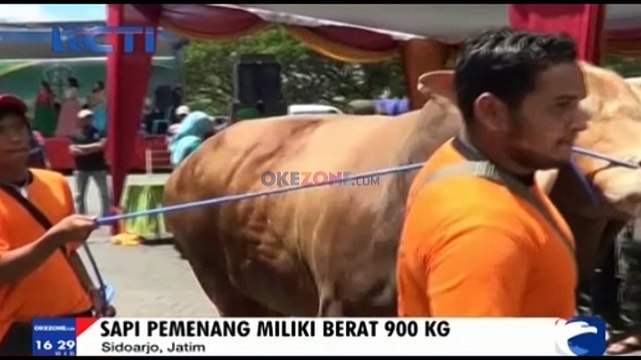 Kontes Sapi Jumbo
