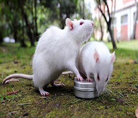 Ancient Europeans Ate Rodents