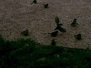 Lake michigan at berger park chicago (4) cute little birds