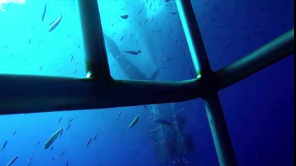 Dramatic Footage Shows Great White Shark Getting Stuck Inside Diving Cage