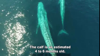 Drone Captures Blue Whale Nursing Calf