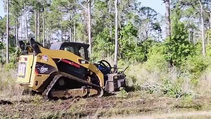 come abbattere una foresta Tristezza