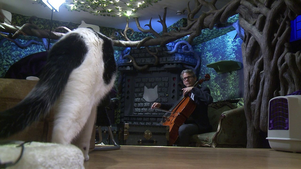 Zum schnurren! katzenmusik fasziniert vierbeiner