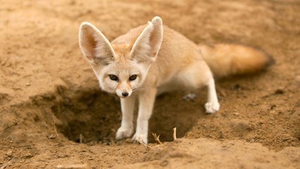 10 Wild Animals That Are Becoming Domesticated Pets