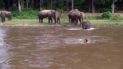 viene coccolato da un elefante in questo modo