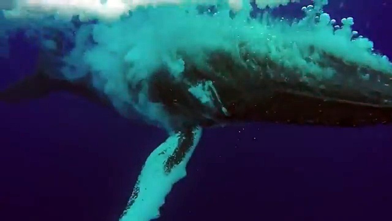 Sub vede megattera e cattura un momento incredibile