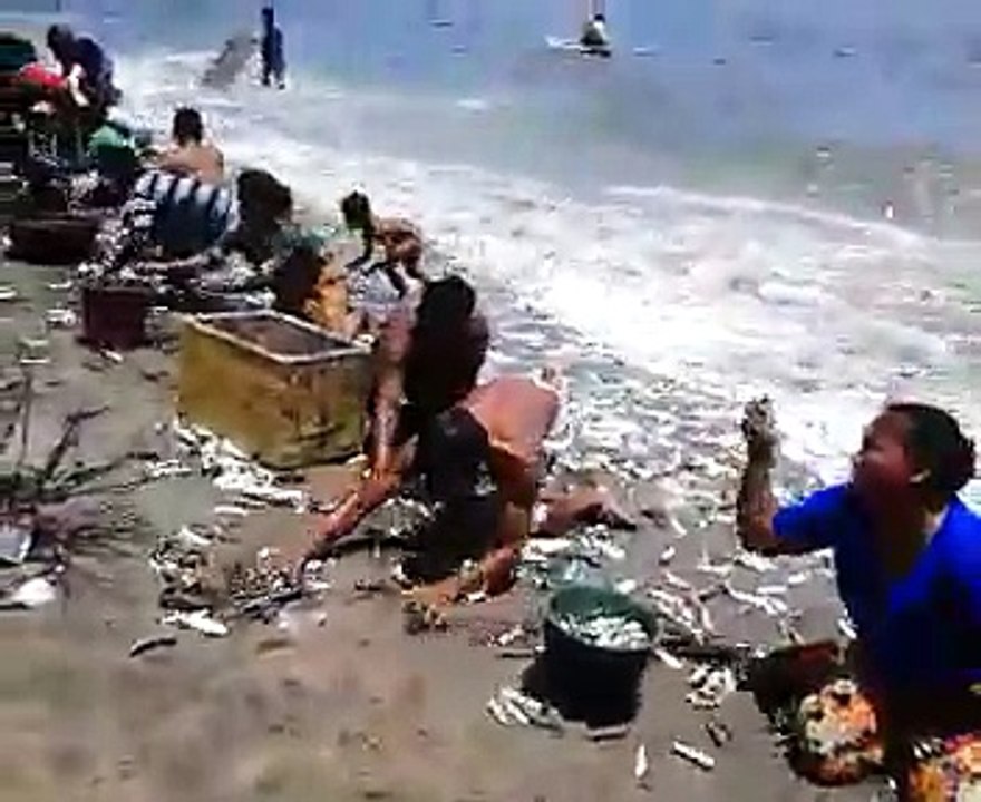 Wonder of Fish