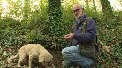 La truffe italienne, candidate au patrimoine de l'Unesco