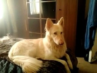 White German Shepherd dog howling to you tube clip, likely to make your dog howl!