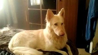 White German Shepherd dog howling to you tube clip, likely to make your dog howl!