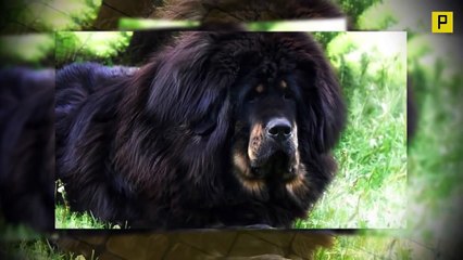 The World's Most Terrifyingly Awesome & Terrifyingly Expensive Dog - Tibetan Mastiffs