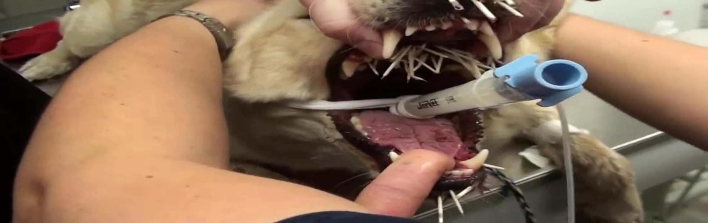 Porcupine Quills or Spines in a Dog