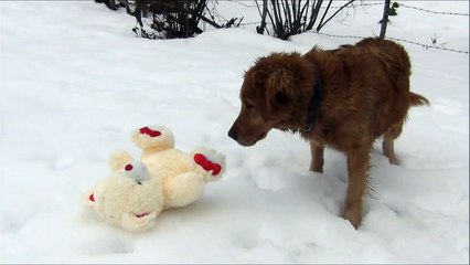 Dog confused by teddy bear