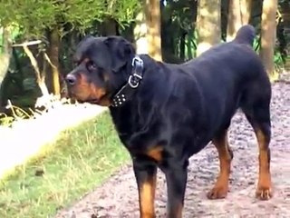 Big dog, rottweiler, a Rottie. Running with the Big Dogs,  Presented by TheSupergranny.net