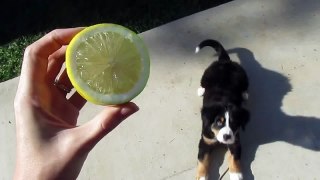 Bernese Mountain Dog Puppy vs Lemon.  The Most Adorable Puppy!!!