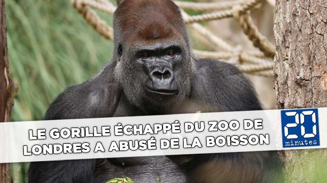 Le gorille échappé du zoo de Londres a abusé de la boisson