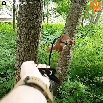 Ce gars a recueillit un écureuil et en a fait son animal de compagnie! Adorable