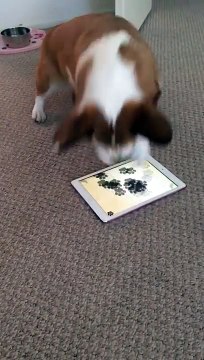 Apenas um cão concentrado no jogo... enquanto outro está mais interessado em jogar noutros terrenos!