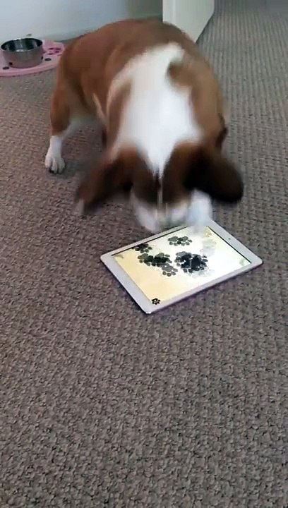 Apenas um cão concentrado no jogo... enquanto outro está mais interessado em jogar noutros terrenos!
