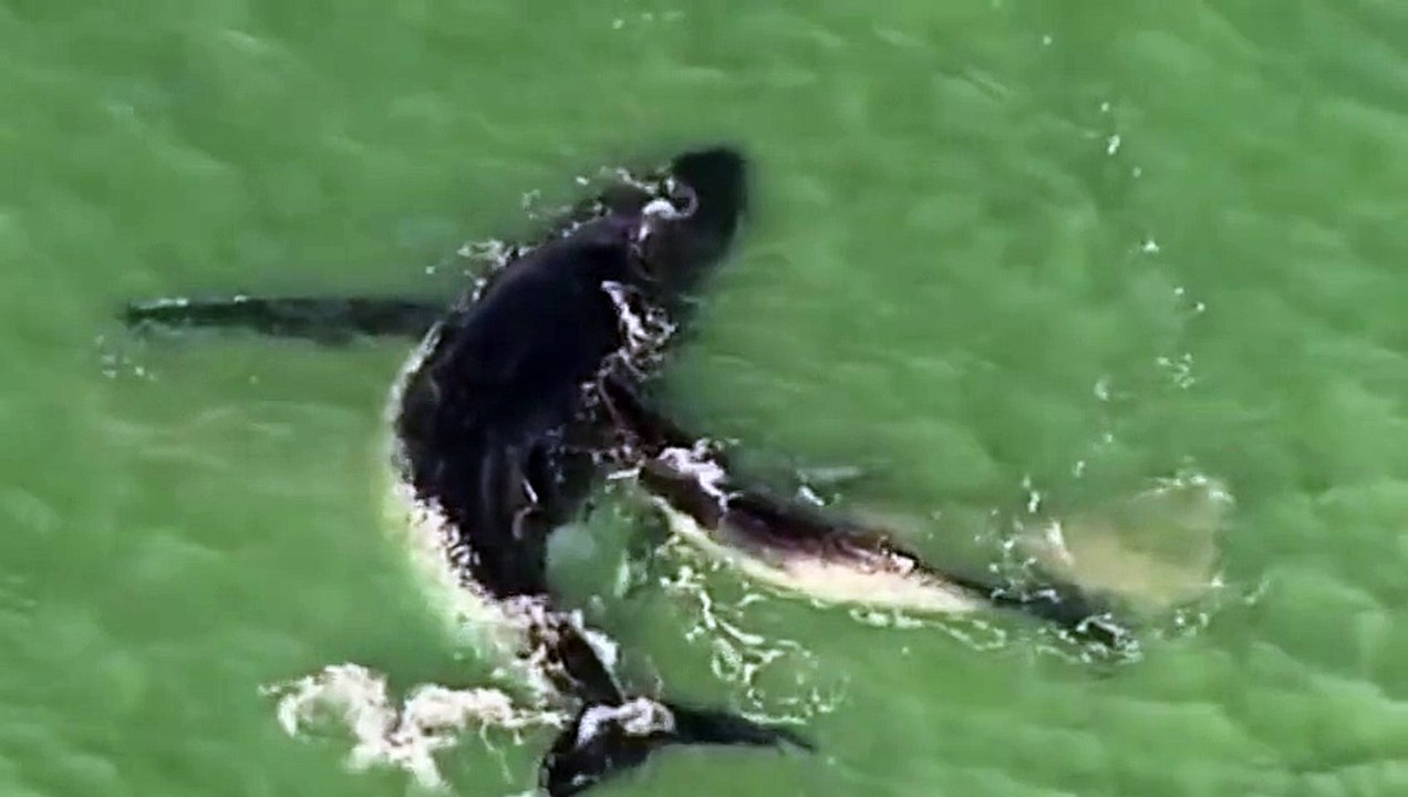 Baleia é salva pela cria após ficar encalhada num banco de areia