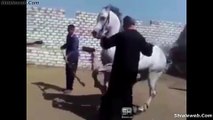 CABALLO ARABE MUY FAMOSO INTERNACIONALMENTE BAILANDO EN SU SHOW ESPECTACULO EN MEDIO ORIENTE OCT 2016