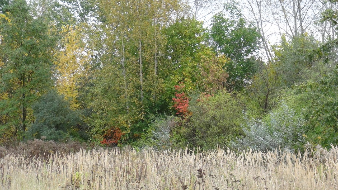 Der Herbst am Rande Berlins