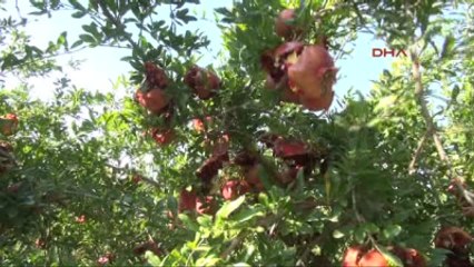 Denizli'de Binlerce Hicaz Narı Dalda Kaldı